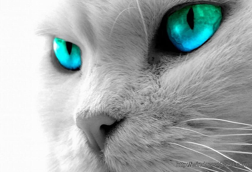 クールな緑と青の目をした美しい白猫 - Windows 10 高画質の壁紙