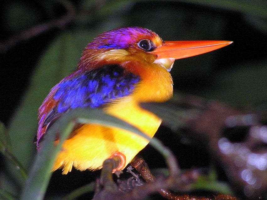 Zimorodek, niebieski, różowy, ptak, żółty, zielony, pomarańczowy Tapeta HD