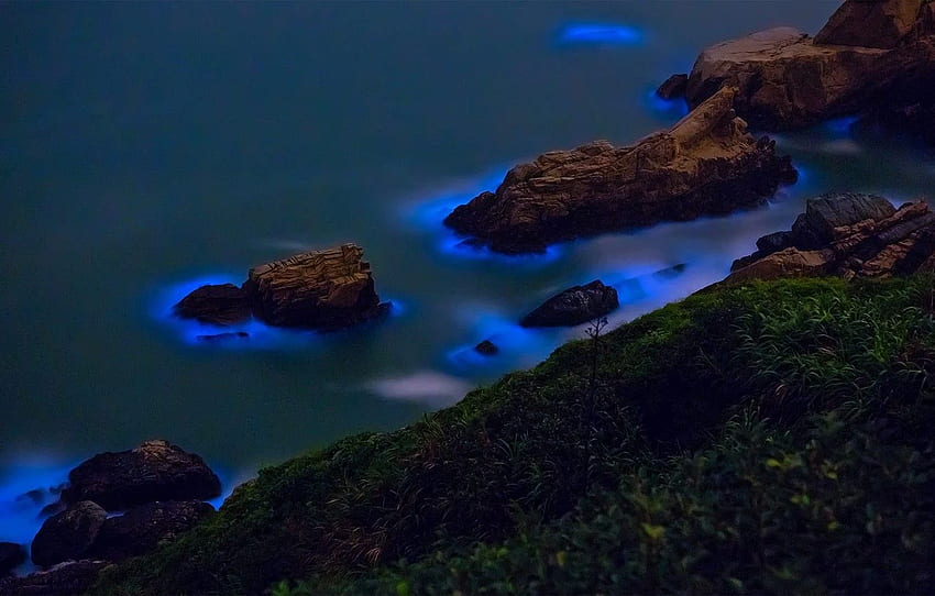 bioluminescent algae, The Taiwan Strait, the Islands, Bioluminescence HD wallpaper
