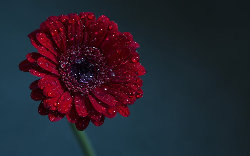 Gerbera, flower, drops, beautiful, nature, red gerbera, water HD wallpaper