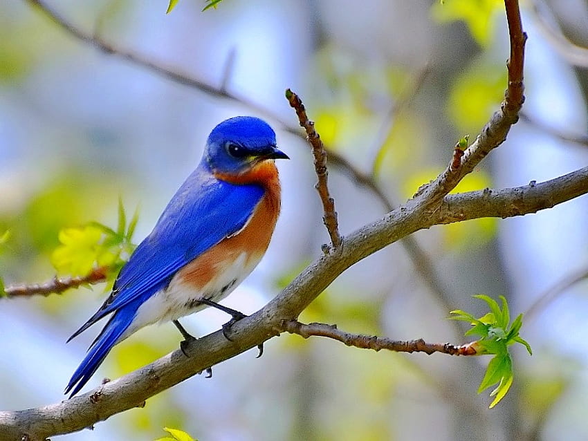 Pássaro Azul, lindo papel de parede HD