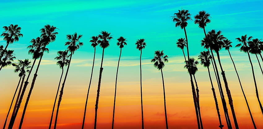 Youtube Banner Palmiye Ağaçları ve Arka Plan, Kaliforniya Palmiye Ağaçları HD duvar kağıdı