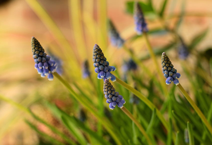 Muscari, Hyazinthe, blaue Blumen HD-Hintergrundbild