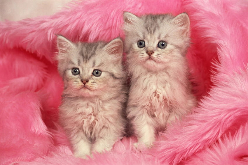 Kittens, sweet, animal, pink, couple, cute, cat HD wallpaper
