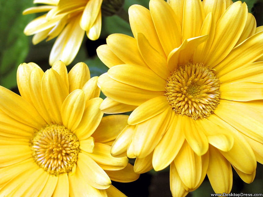 Flowers Background Yellow Gerbera Daisy Flowers [] for your , Mobile & Tablet. Explore Gerbera Daisies . Gerbera Daisies , Daisies , Gerbera HD wallpaper