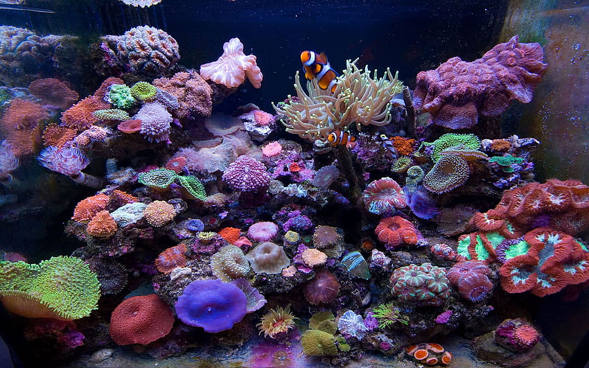 Морски аквариум Fish Tank - соленоводен аквариум HD тапет