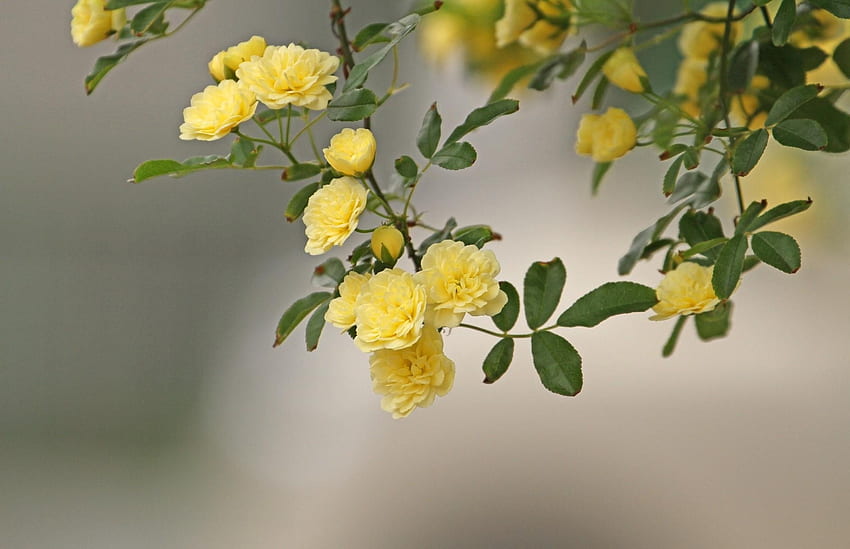 Blumen, Rosen, Busch, Unschärfe, glatt, Ast, Büsche HD-Hintergrundbild