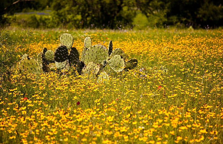 fiori di campo e cactus, fiori di campo, campi, natura, cactus Sfondo HD