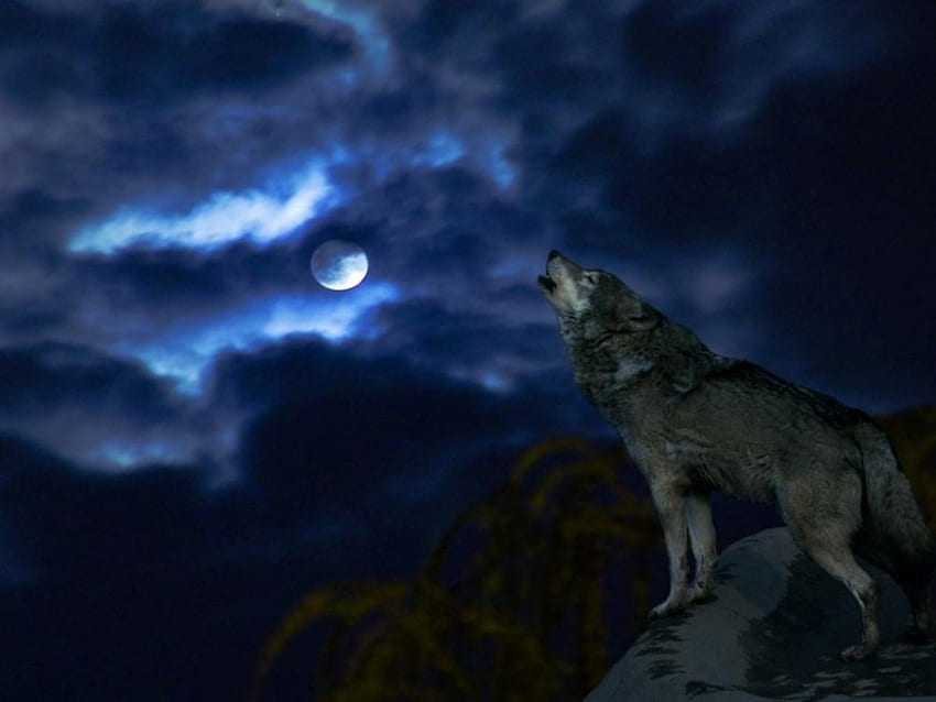 BLUE WOLF MOON, night, blue, howling, moon, clouds, sky, wolf HD wallpaper
