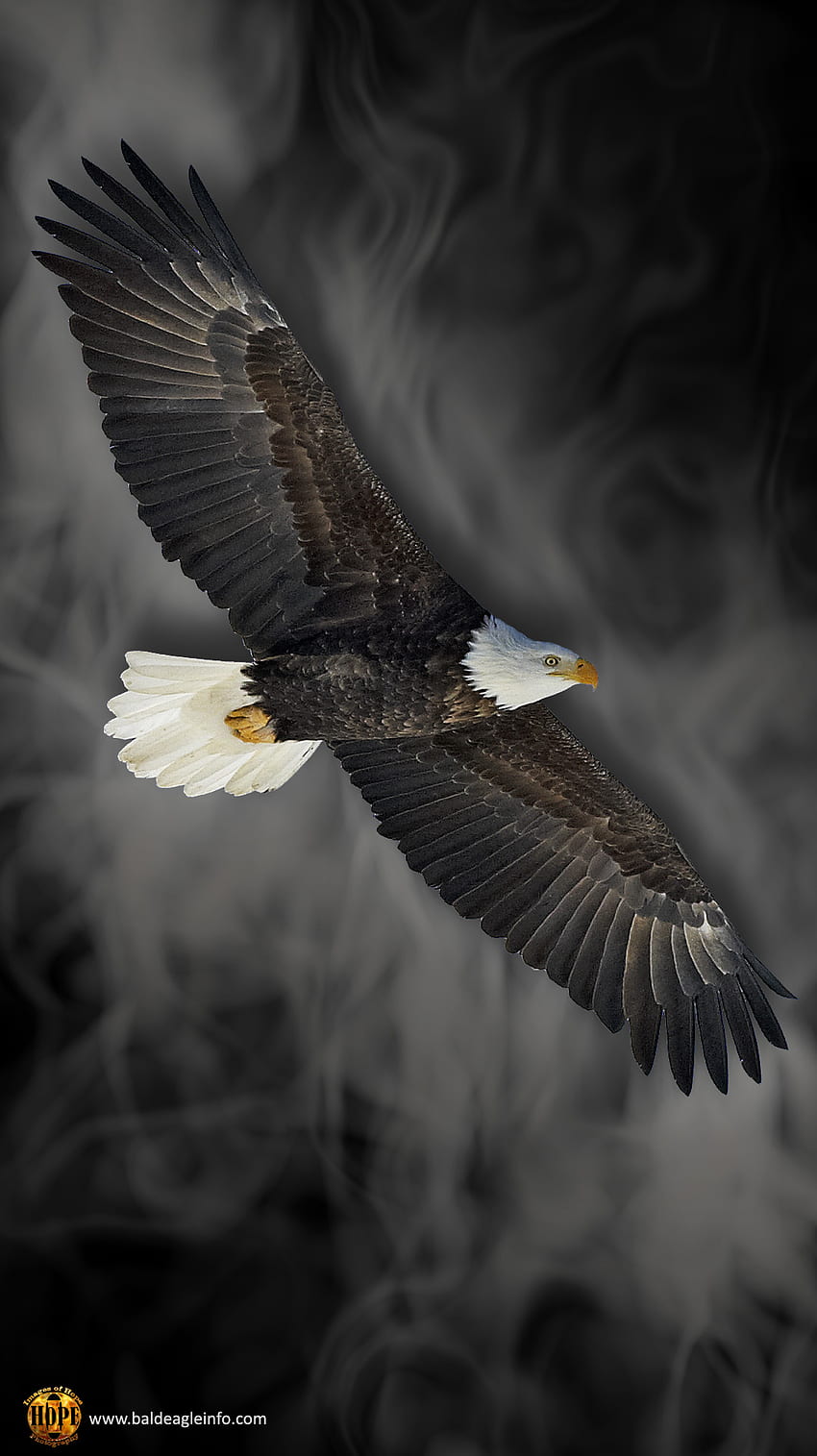 Bald Eagle, Native Eagle HD phone wallpaper