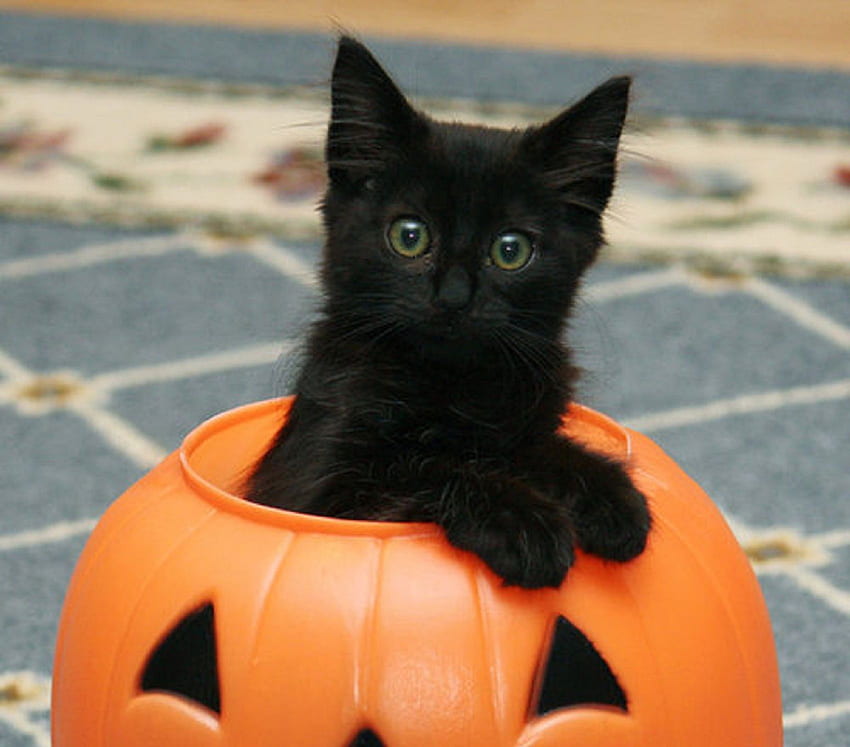 Simpatico gatto Halloween, gatto nero Halloween Sfondo HD