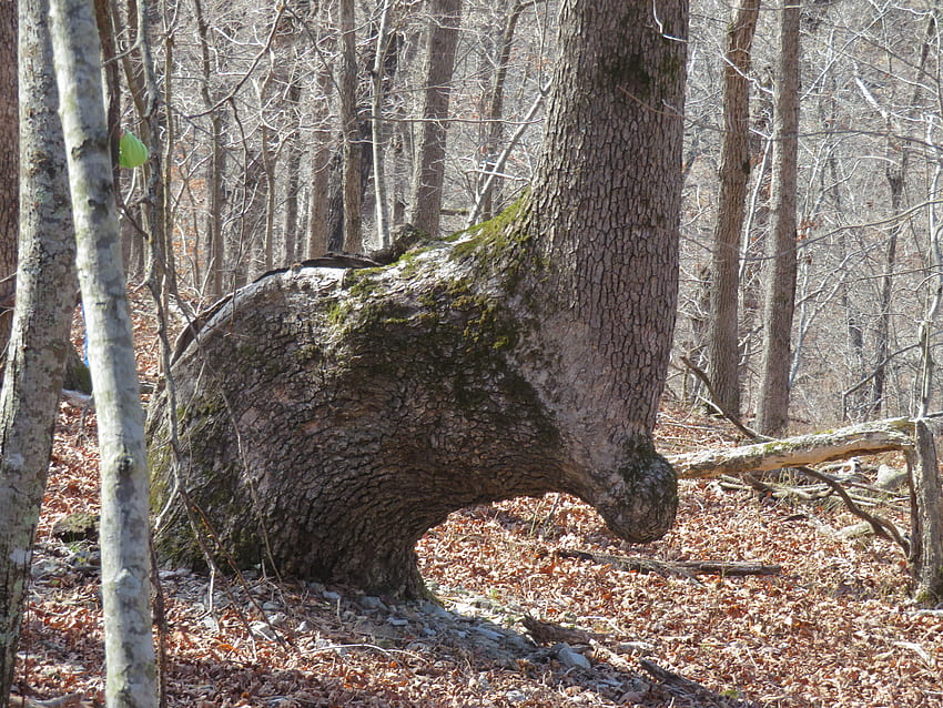 ความลึกลับของต้นไม้ การเดินป่า กลางแจ้ง ธรรมชาติ กราฟฟิตี วอลล์เปเปอร์ HD