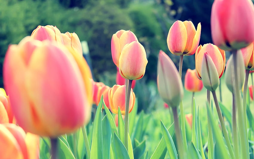 Tulpen, Niederländisch, Niederlande, Blumen, Klee / und mobiler Hintergrund, Holland Flowers HD-Hintergrundbild