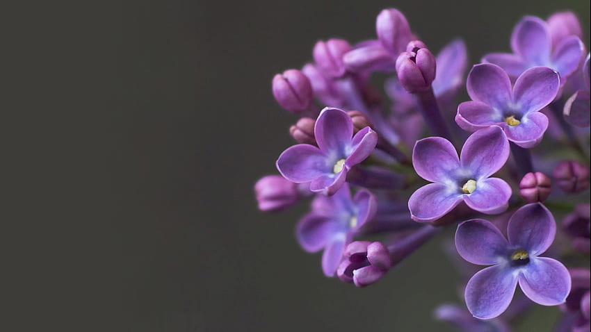 Pflanzen, Blumen, Violett HD-Hintergrundbild