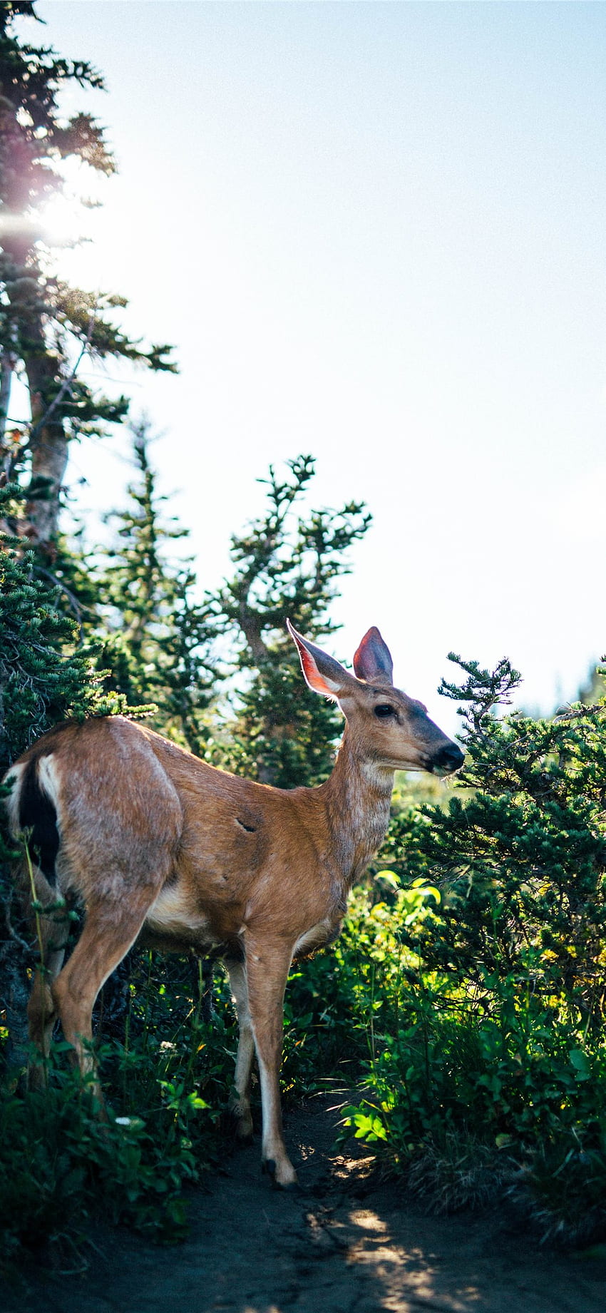 whitetail deer , สัตว์ป่า, สัตว์เลี้ยงลูกด้วยนม, กวาง, กวางสีขาว, ต้นไม้, หญ้า, เหลือง, สัตว์บก, ท้องฟ้า, อุทยานแห่งชาติ วอลล์เปเปอร์โทรศัพท์ HD