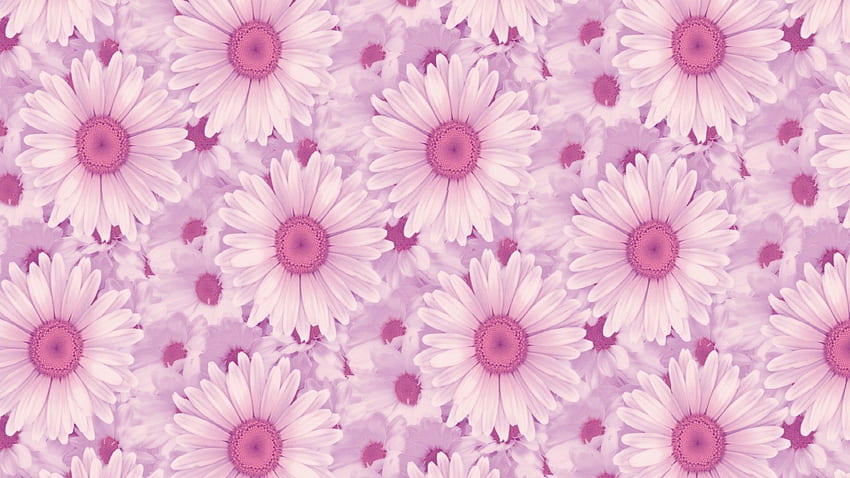 Beautiful Pink Daisy Wallpaper  Free Photoshop Brushes at Brusheezy