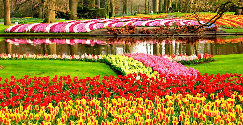 River of Flowers, Keukenhof HD wallpaper | Pxfuel