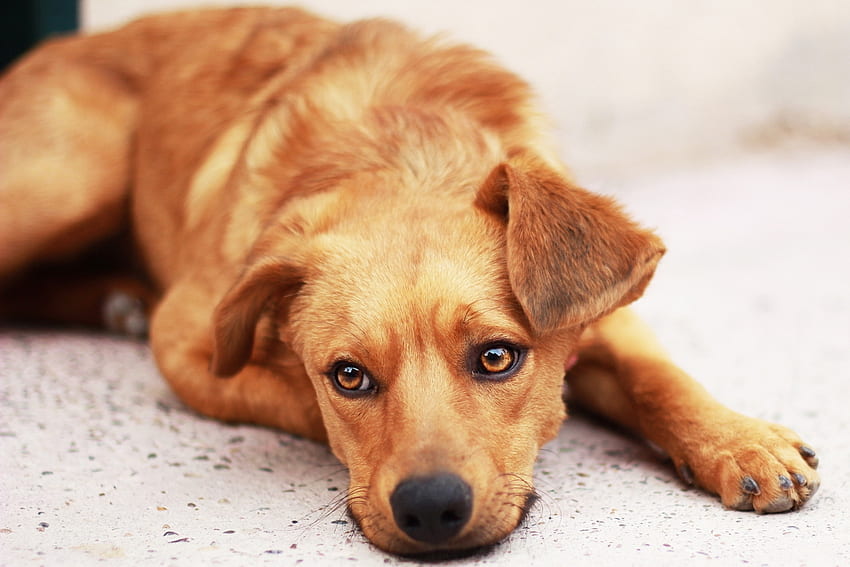 สัตว์ นอนลง โกหก สุนัข ปากกระบอกปืน ความโศกเศร้า สายตา ความคิดเห็น ลูกสุนัข ความเศร้าโศก วอลล์เปเปอร์ HD