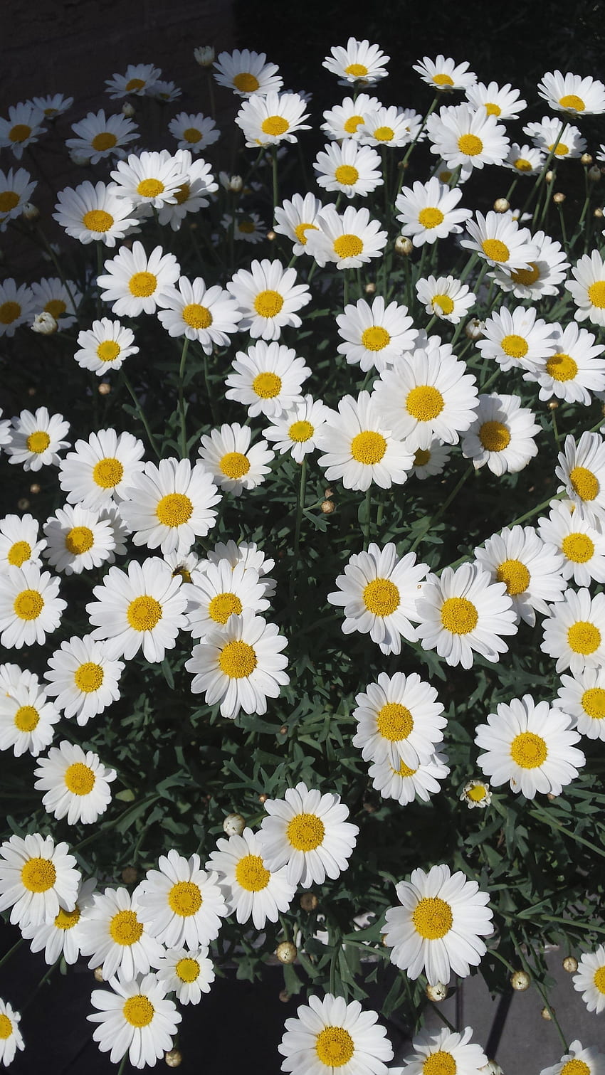 Margrieten Shasta Gänseblümchen reicht iPhone - Oxeye Daisy HD-Handy-Hintergrundbild
