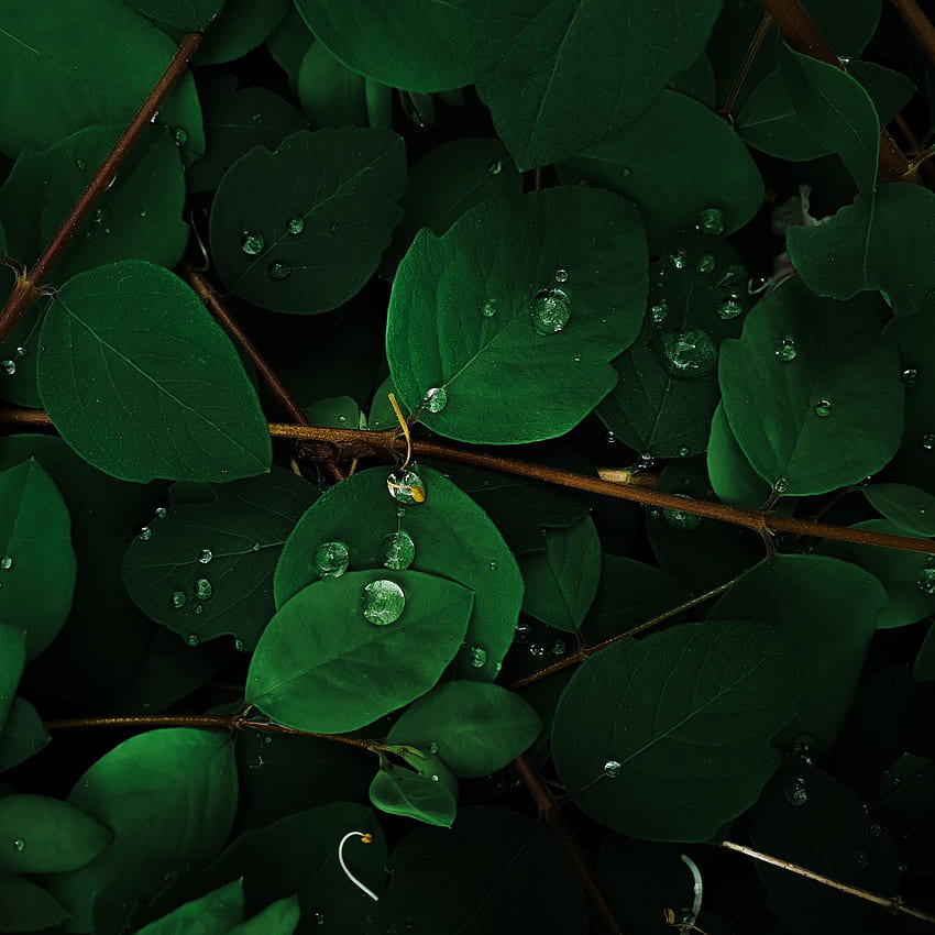 緑の葉 , 雨のしずく, マクロ, 植物, 自然, 緑の葉の雨 HD電話の壁紙