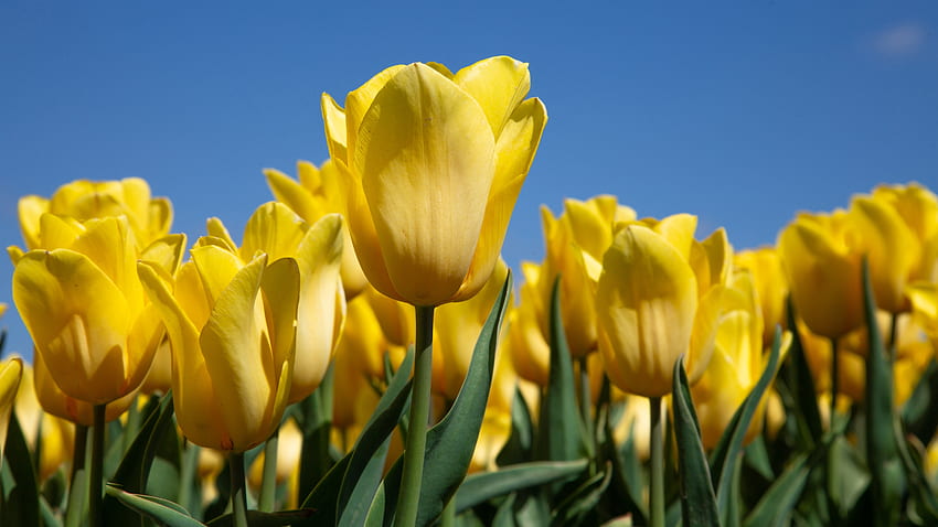 Yellow tulips, bloom, farm HD wallpaper