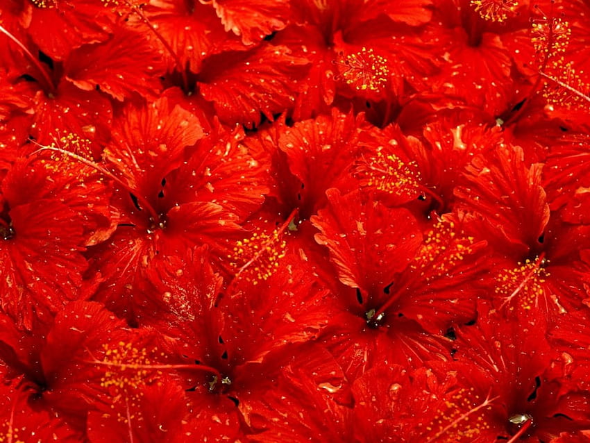 Hibiscus rouge profond, nature, fleurs, hibiscus, rouge Fond d'écran HD