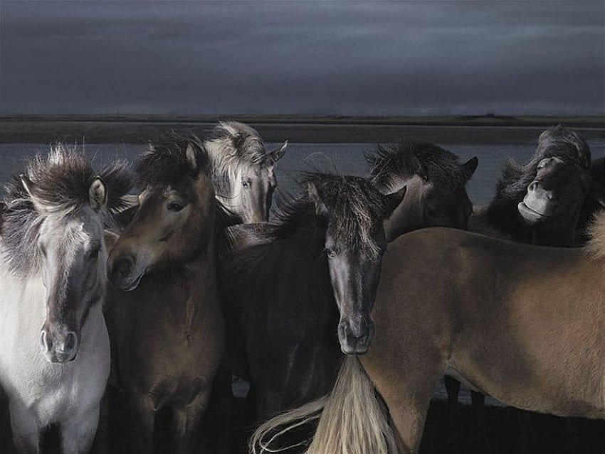 Mustang noc, noc, biały, czarny, szary, mustangi, dziki, konie, brąz, woda Tapeta HD