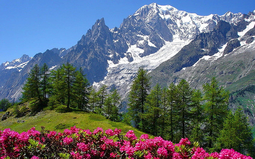 ฤดูใบไม้ผลิเทือกเขาแอลป์ ดอกไม้เทือกเขาแอลป์ วอลล์เปเปอร์ HD