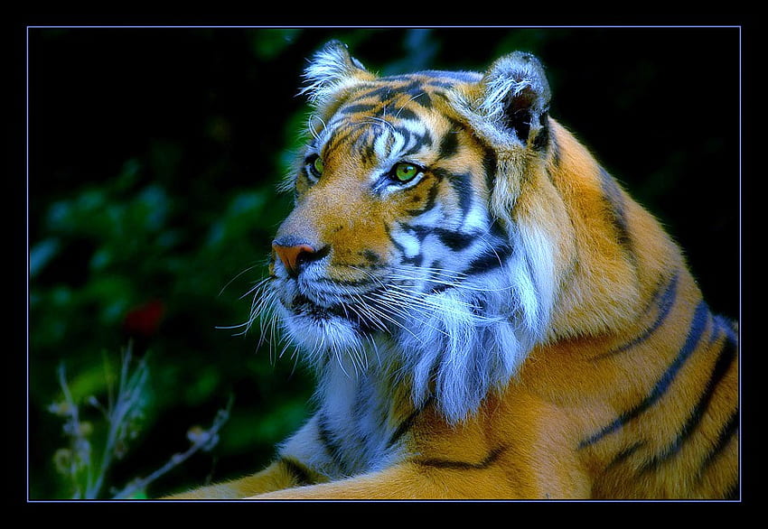 Beauty and might, older, black resting, tiger, poerful, white markings stripes, gold HD wallpaper