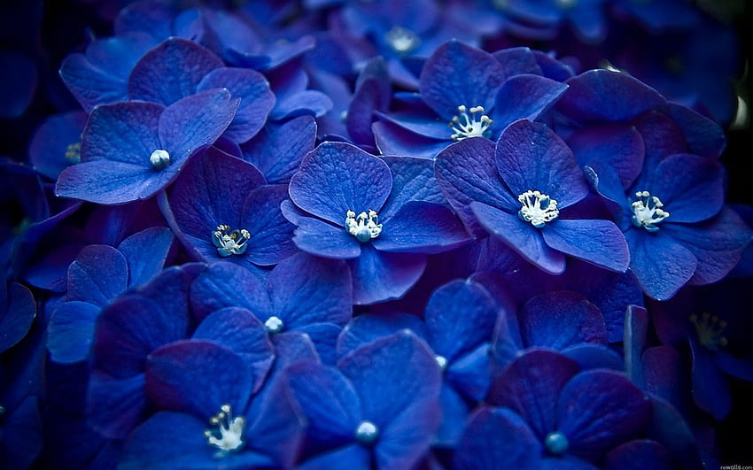 Google Result For Dark, Royal Blue Flowers HD wallpaper