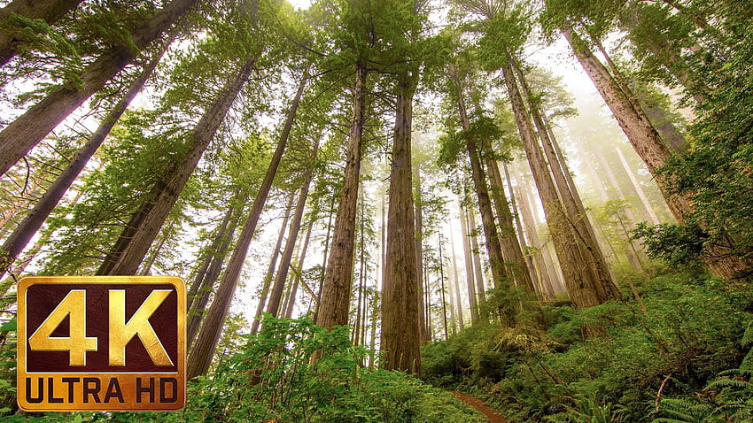 Redwood National and State Parks graphy in, Redwood Forest Scenic HD wallpaper