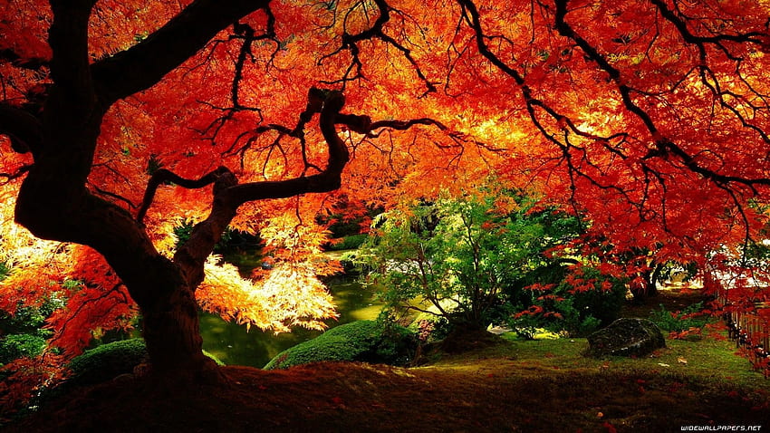 Forest: Autumn Tree Big Beautiful Orange Awesome Nature Forest HD wallpaper
