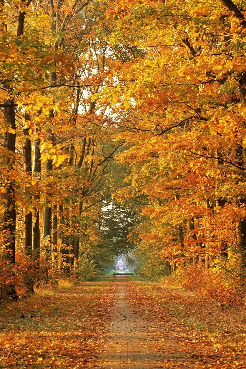 road, autumn, trees, avenue, Fall October HD phone wallpaper