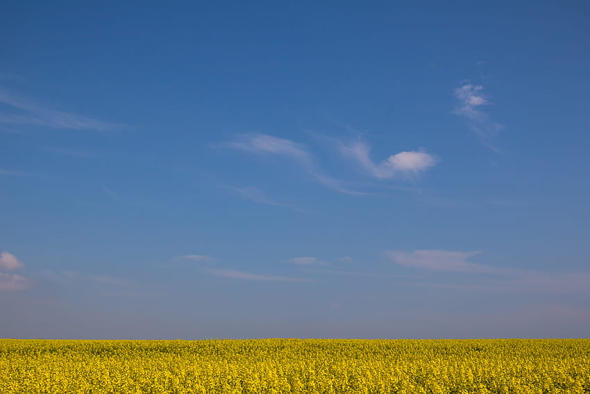 Blumen, Himmel, Horizont, Minimalismus, Feld HD-Hintergrundbild