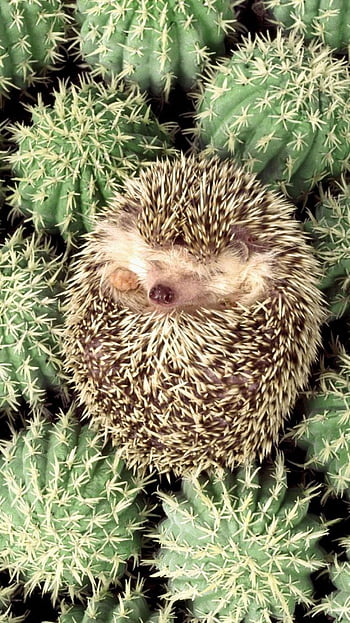 450+ Hedgehog Pictures | Download Free Images on Unsplash