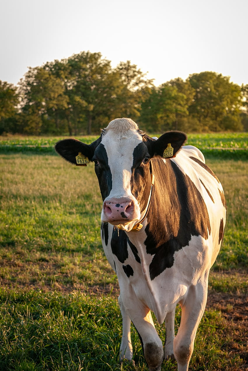 Dairy Cow , Cow Milk HD phone wallpaper