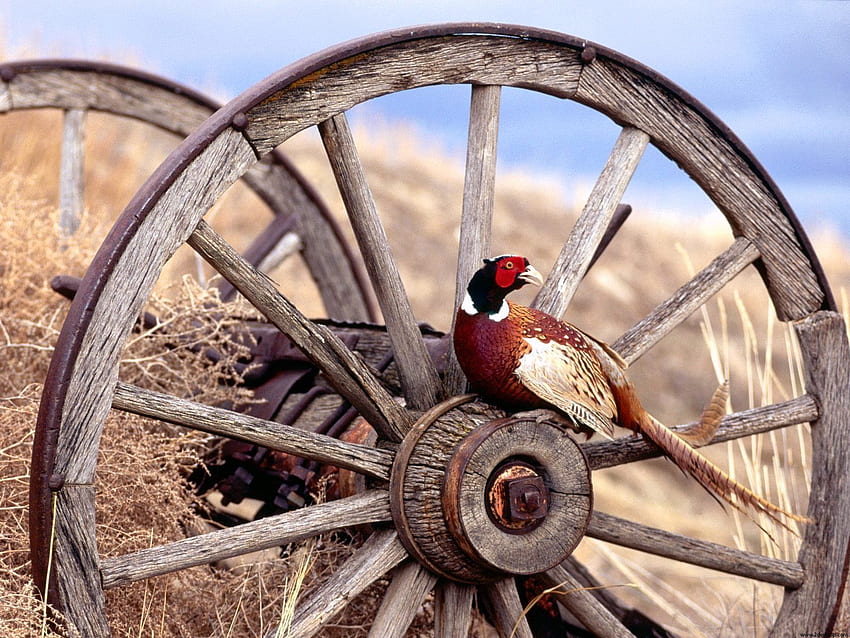 Ring Necked Pheasant. Autumn Splendor. Pheasant, Bird HD wallpaper