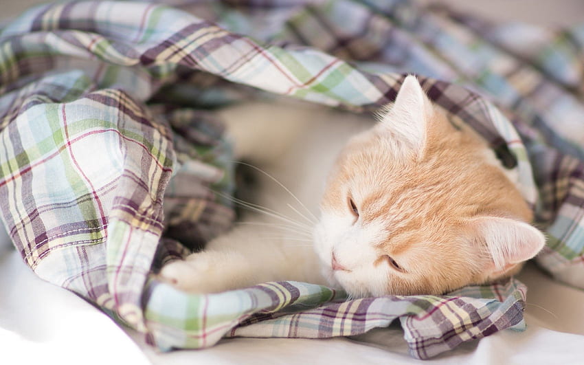 Hewan, Kucing, Anak Kucing, Berbaring, Berbaring, Berbintik, Jerawatan, Tidur, Mimpi, Selimut Wallpaper HD