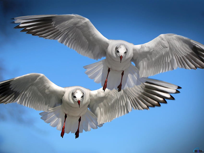 Flying Seagulls, animal, wings, birds, flying, seagulls HD wallpaper