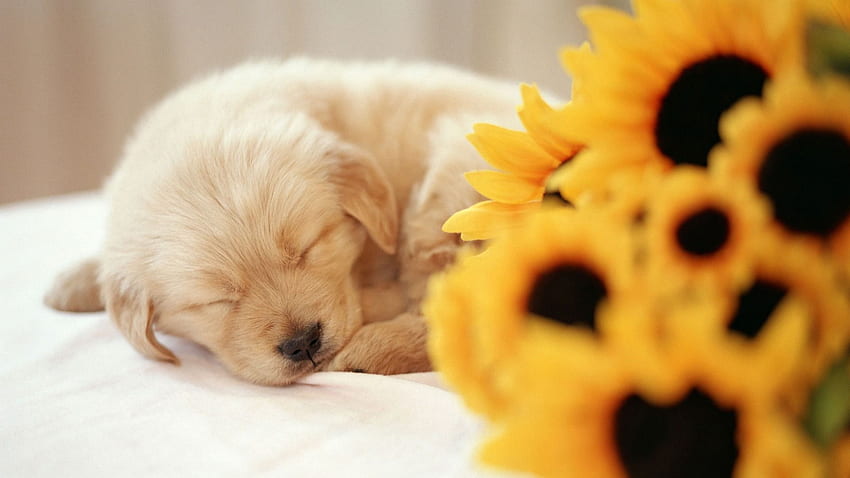 Sleeping Puppy Dogs Animals - Background For Computer Puppies - & Background , Dog Computer HD wallpaper