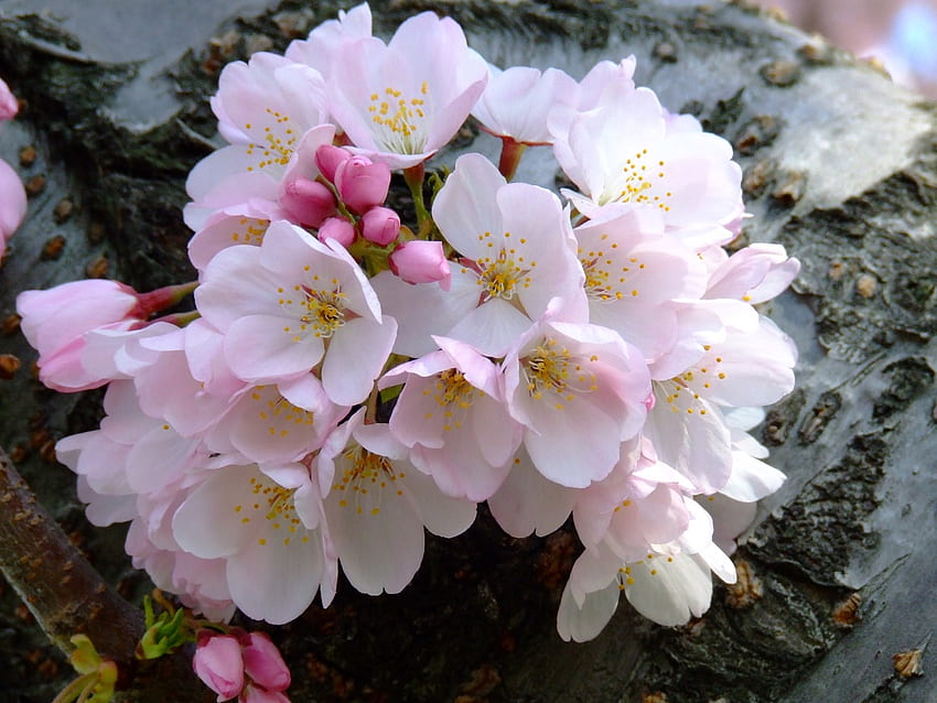 Blütenstrauß, Strauß, Blüte HD-Hintergrundbild
