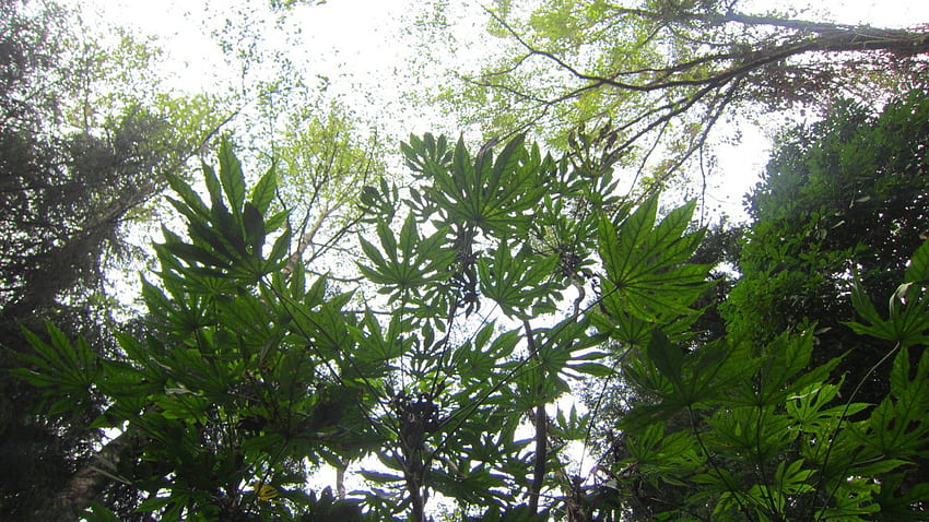 Fatsia polycarpa Hayata、八角形の葉、森、緑、木 高画質の壁紙