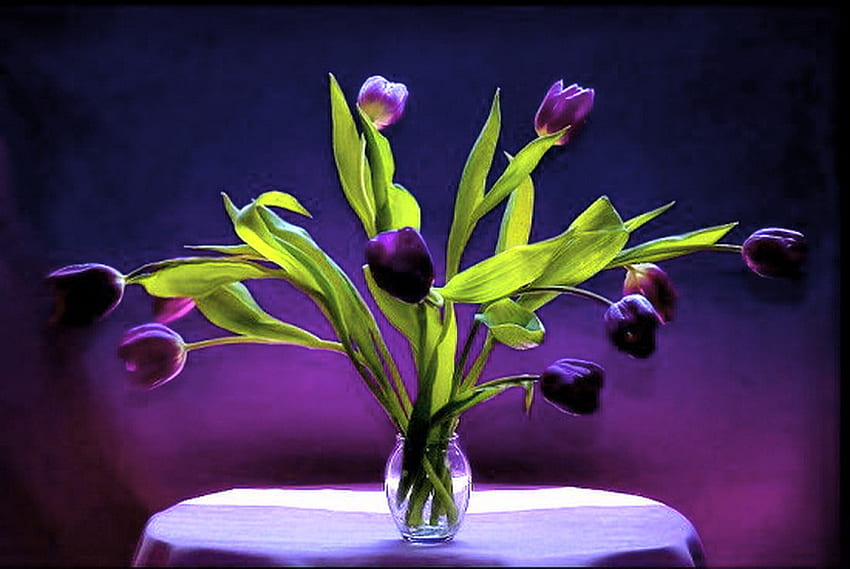Primavera roxa - natureza morta, roxo, cortina, verde, vaso, flores, tulipas papel de parede HD