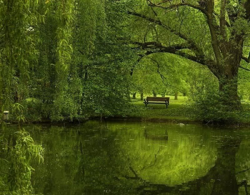 Contemplation, trees, bench, reflection, water HD wallpaper