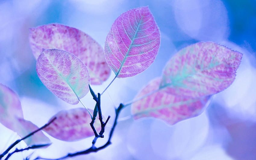 ใบไม้สีชมพู สีฟ้า สีชมพู ใบไม้ ฤดูใบไม้ร่วง มาโคร วอลล์เปเปอร์ HD