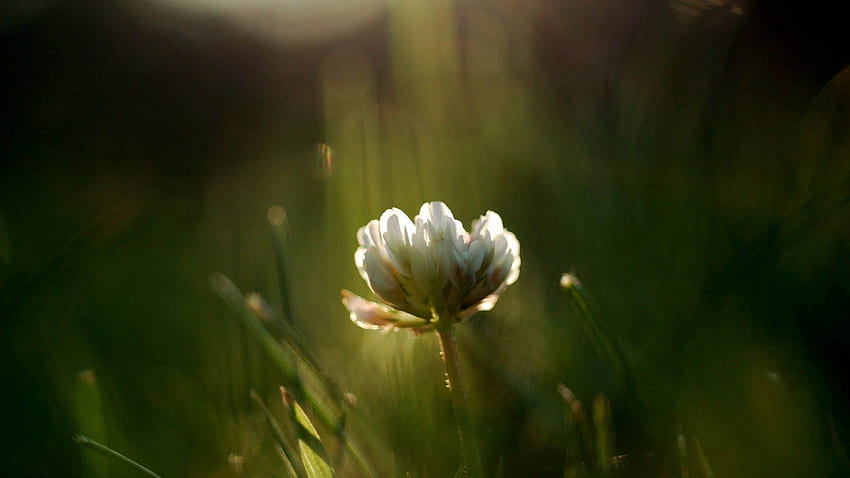 Grass, Flower, Macro, Shine, Light, Clover HD wallpaper