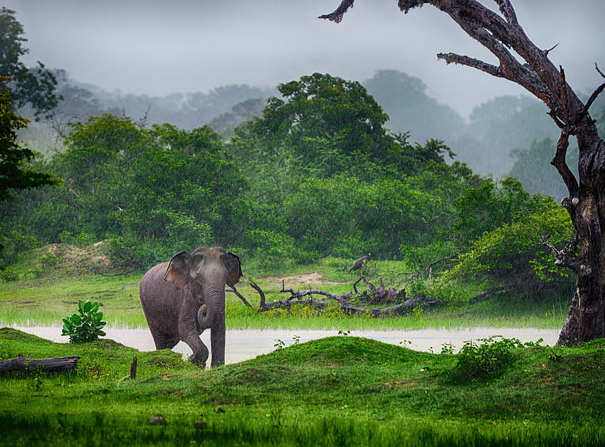 Słoń Indyjski, Podróż, Rezerwat Przyrody, Roślinność - Sri Lanka Tapeta HD