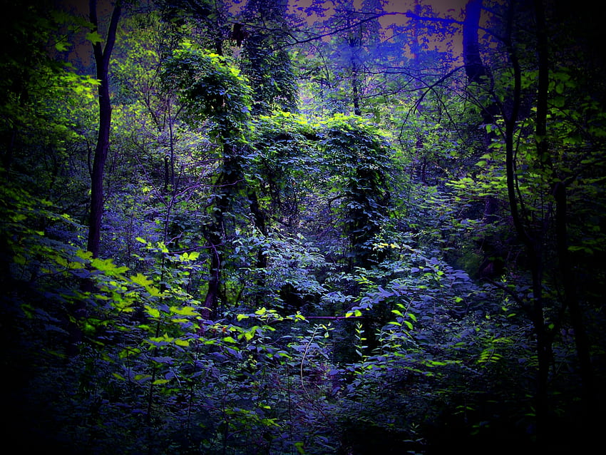 Nature, Nuit, Forêt Fond d'écran HD