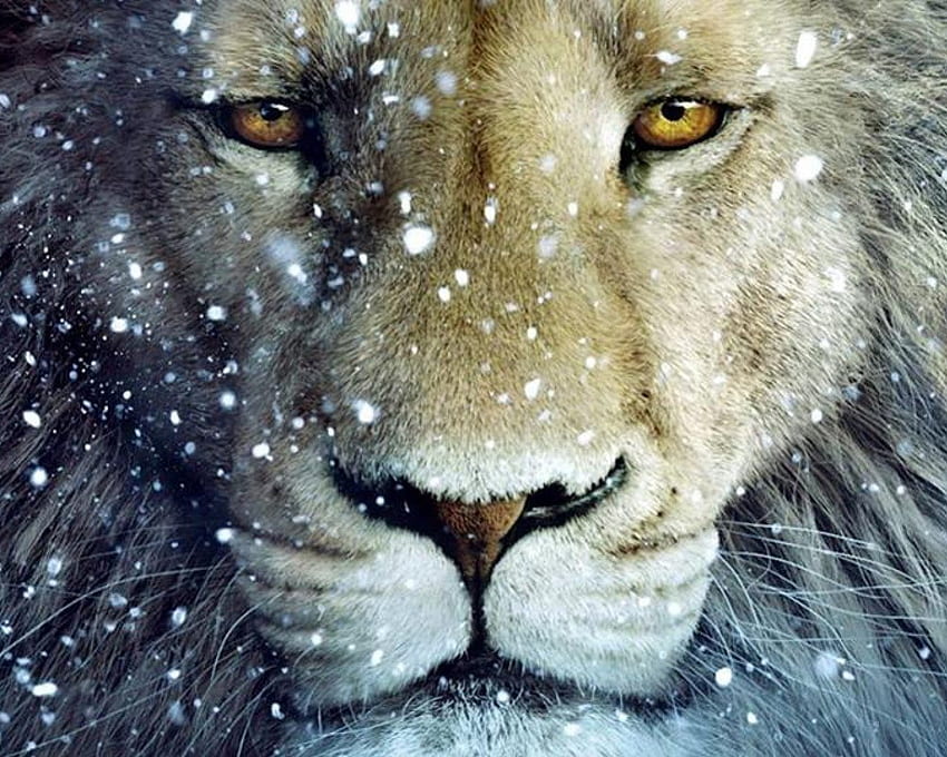 Gesicht eines Löwen, majestätisch, Aslan, Schnee, Augen, Gesicht, Löwe HD-Hintergrundbild