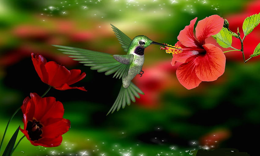Hummingbird Background. We Need Fun. Hummingbirds, Cute Hummingbird HD wallpaper